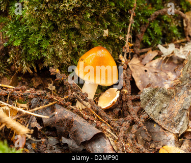 Grisette fauve (Amanita fulva) poussant sur le sol de la forêt Banque D'Images