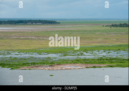 Pélicans et flamands roses à la marsh, Parc National d'Amboseli, Kenya Banque D'Images