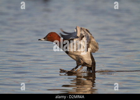 Fuligule Milouin (Aythya ferina), mâle adulte, l'atterrissage sur l'eau, Slimbridge, Gloucestershire, Angleterre, Janvier Banque D'Images