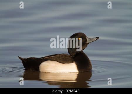 Fuligule morillon (Aythya fuligula) mâle adulte, l'ingestion de l'eau, Slimbridge, Gloucestershire, Angleterre, Janvier Banque D'Images