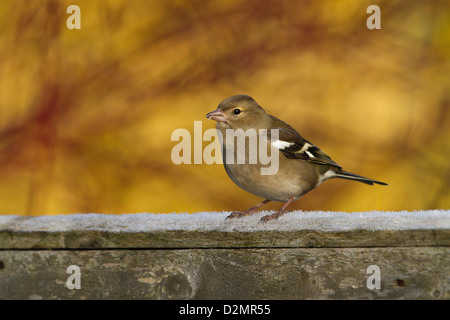 Chaffinch (Fringilla coelebs), femelle adulte, perché sur une clôture en bois jardin, Warwickshire, Angleterre, Janvier Banque D'Images