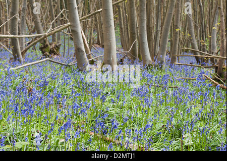 Jacinthes des bois de bouleau et hêtre chêne en soleil, printemps rayons de soleil percer bois sur sol forestier Banque D'Images