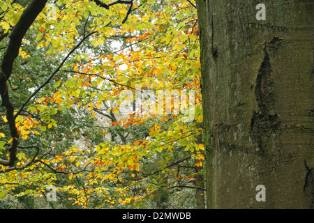 Le hêtre commun (Fagus sylvatica), close-up de rameau de l'arbre en bois, bois de Clowes, Warwickshire, Angleterre, octobre Banque D'Images