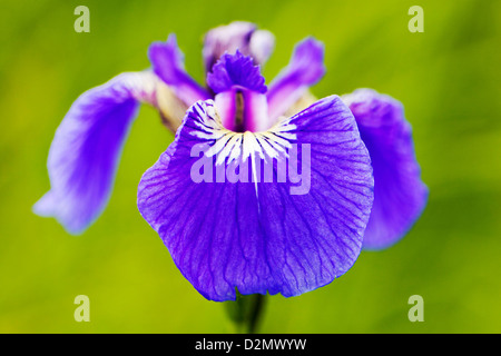 Iris sauvages (iris setosa) poussent le long de la pointe sud de Turnagain Arm, près de Portage, Alaska, USA Banque D'Images