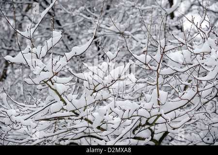 La neige sur les branches d'arbre dans le Parc Sutton, Sutton Coldfield, près de Birmingham, après chute de neige fraîche en janvier 2013 Banque D'Images