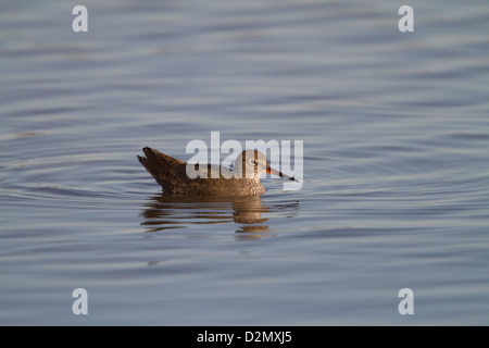 Chevalier Gambette (Tringa totanus), adulte, en plumage d'hiver, natation sur l'eau, Slimbridge, Gloucestershire, Angleterre, Janvier Banque D'Images