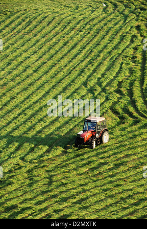 Un tracteur coupé de l'herbe pour le foin Banque D'Images