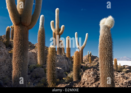 Très vieux, Trichocereus pasacana cactus gigantesques, sur l'Île Incahuasi, Salar de Uyuni salt lake Banque D'Images