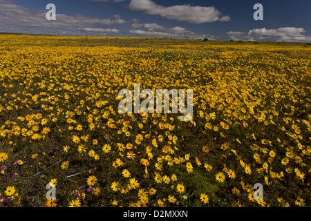 Domaines de parachute aux yeux brillant (Daisy) cakilefolia Ursinia en sol argileux humide près de Nieuwoudtville, Northern Cape, Afrique du Sud Banque D'Images