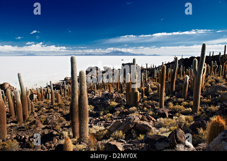 Très vieux, Trichocereus pasacana cactus gigantesques, sur l'Île Incahuasi, Salar de Uyuni salt lake Banque D'Images