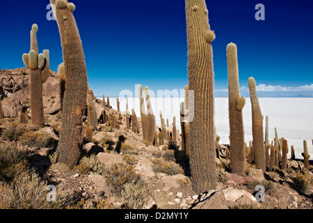 Très vieux, Trichocereus pasacana cactus gigantesques, sur l'Île Incahuasi, Salar de Uyuni salt lake Banque D'Images