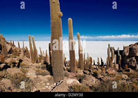 Très vieux, Trichocereus pasacana cactus gigantesques, sur l'Île Incahuasi, Salar de Uyuni salt lake Banque D'Images