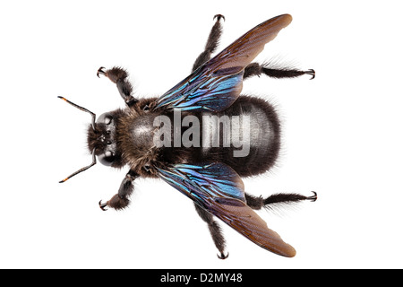 Violet abeille charpentière xylocopa violacea espèces Banque D'Images