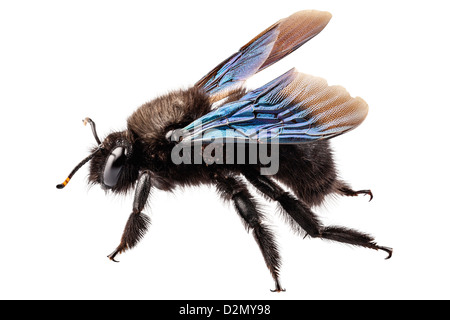 Violet abeille charpentière xylocopa violacea Espèces en haute définition avec une extrême concentration et profondeur de champ (DOF) isolated on white Banque D'Images