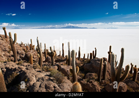 Très vieux, Trichocereus pasacana cactus gigantesques, sur l'Île Incahuasi, Salar de Uyuni salt lake Banque D'Images