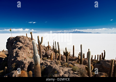 Très vieux, Trichocereus pasacana cactus gigantesques, sur l'Île Incahuasi, Salar de Uyuni salt lake Banque D'Images