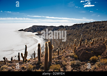 Très vieux, Trichocereus pasacana cactus gigantesques, sur l'Île Incahuasi, Salar de Uyuni salt lake Banque D'Images