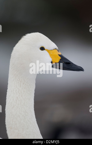 Bewicks, Swan Cygnus bewickii, seul oiseau head shot, Slimbridge, Gloucestershire, Janvier 2013 Banque D'Images