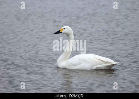 Bewicks, Swan Cygnus bewickii, seul oiseau sur l'eau, Slimbridge, Gloucestershire, Janvier 2013 Banque D'Images