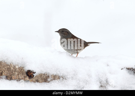 Couverture nid ou sparrow, Prunella modularis, seul oiseau dans la neige, dans le Warwickshire, Janvier 2013 Banque D'Images