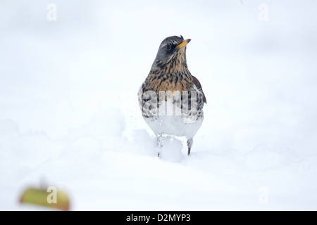 F, Turdus Fieldfare, seul oiseau dans la neige, dans le Warwickshire, Janvier 2013 Banque D'Images