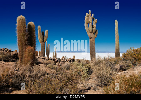 Très vieux, Trichocereus pasacana cactus gigantesques, sur l'Île Incahuasi, Salar de Uyuni salt lake Banque D'Images