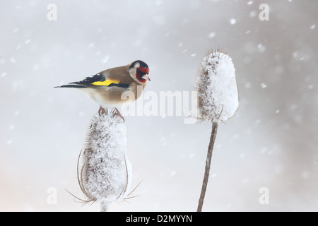 Chardonneret, Carduelis carduelis, seul oiseau sur Cardère dans la neige, dans le Warwickshire, Janvier 2013 Banque D'Images