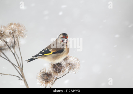 Chardonneret, Carduelis carduelis, seul oiseau sur la bardane dans la neige, dans le Warwickshire, Janvier 2013 Banque D'Images