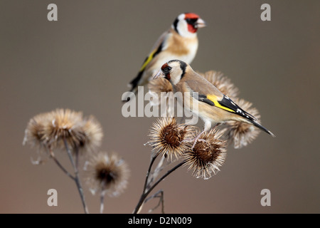 Chardonneret, Carduelis carduelis, deux oiseaux sur la bardane, Warwickshire, Janvier 2013 Banque D'Images