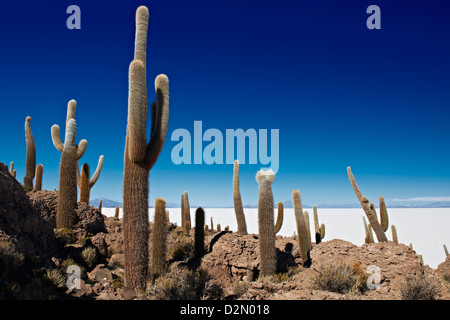 Très vieux, Trichocereus pasacana cactus gigantesques, sur l'Île Incahuasi, Salar de Uyuni salt lake Banque D'Images