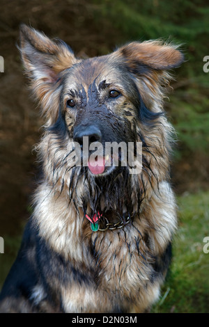 Berger allemand avec la face enduite de boue prises sur les forêts à pied près de Bonar Bridge Ecosse Banque D'Images