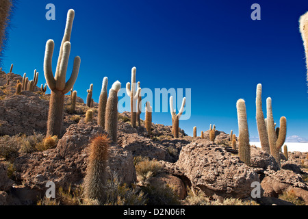 Très vieux, Trichocereus pasacana cactus gigantesques, sur l'Île Incahuasi, Salar de Uyuni salt lake Banque D'Images