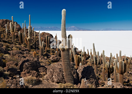 Très vieux, Trichocereus pasacana cactus gigantesques, sur l'Île Incahuasi, Salar de Uyuni salt lake Banque D'Images