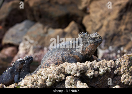 Iguane marin, Amblyrhynchus cristatus, Isabela Island, îles Galapagos, Equateur Banque D'Images