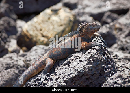 Iguane marin, Amblyrhynchus cristatus, Tortuga Bay, Puerto Ayora, Santa Cruz, Galapagos, Equateur Banque D'Images