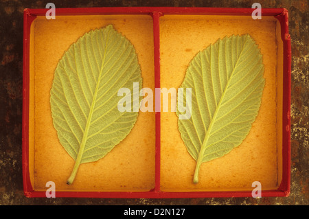 Close up de dos des deux lumière douce pâle veiné vert feuilles de printemps ou Quercus palustris Sorbus aria arbre dans le bac de la carte Banque D'Images