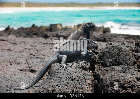 Iguane marin, Amblyrhynchus cristatus, Tortuga Bay, Puerto Ayora, Santa Cruz, Galapagos, Equateur Banque D'Images