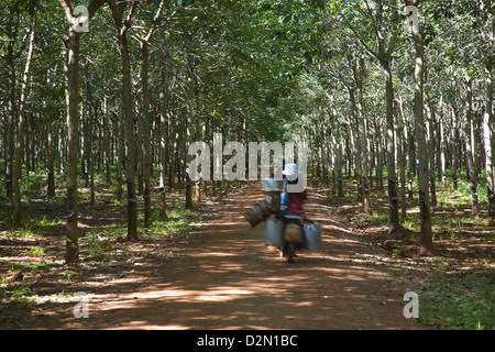 La conduite des travailleurs du caoutchouc à travers plantations de caoutchouc, Kampong Cham, Cambodge, Indochine, Asie du Sud-Est, l'Asie Banque D'Images