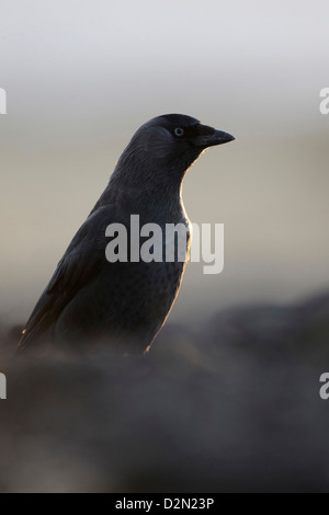 Corvus monedula choucas, sur le terrain à la fin de soir lumière, UK Banque D'Images