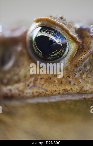 Néotropicales géant ou Marine Toad Rhinella marina (anciennement Bufo marinus). Close-up de l'œil droit. Banque D'Images