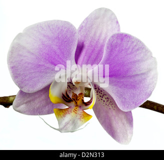 Orchidée Phalaenopsis rose (espèce d'Orchidée) Banque D'Images