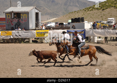 Calf roping lors d'un concours de rodéo Banque D'Images