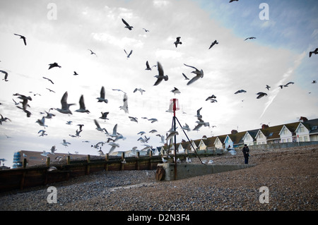 Vieil homme nourrir un sac de pain d'un troupeau de mouettes sur la plage de Worthing, West Sussex, UK Banque D'Images