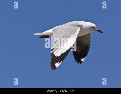 Hartlaub's Gull (Larus hartlaubii) en vol au Cap, Afrique du Sud Banque D'Images