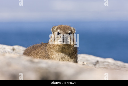 (Procavia capensis Rock Hyrax) sur les roches par la mer, Hermanus, Western Cape. L'Afrique du Sud Banque D'Images