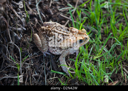 Néotropicales géant ou Marine Toad Rhinella marina (anciennement Bufo marinus). Canne nommé toad en Australie. Banque D'Images