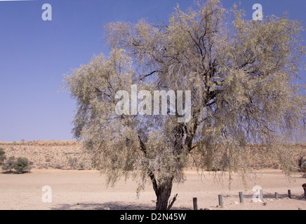 Camel thorn (Acacia erioloba) dans le désert du Kalahari, Afrique du Sud Banque D'Images