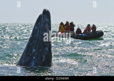 California baleine grise (Eschrichtius robustus) et excité d'observateurs de baleines, la lagune de San Ignacio, Baja California Sur, Mexique Banque D'Images