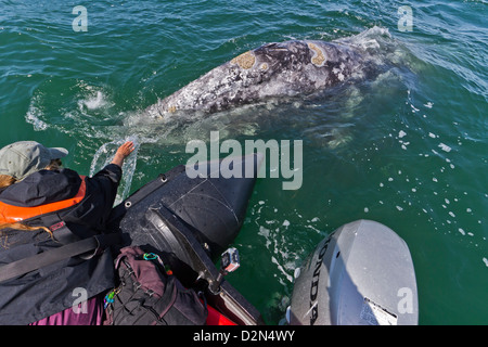 California baleine grise (Eschrichtius robustus) et excité observation des baleines, la lagune de San Ignacio, Baja California Sur, Mexique Banque D'Images