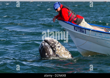 California baleine grise (Eschrichtius robustus) et l'observation des baleines en bateau, la lagune de San Ignacio, Baja California Sur, Mexique Banque D'Images